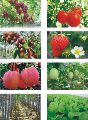 龙灯绿地美黄腐酸在大棚黄瓜中的应用与增产增效分析