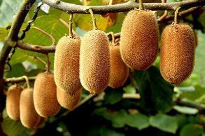 2018年首批地标农产品名单发布，贵州四款优质农产品上榜