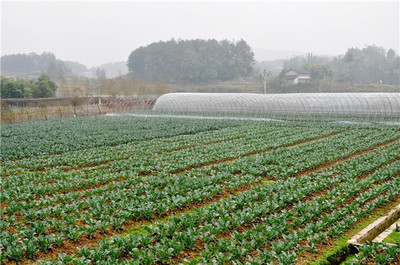 广州市超市农产品配送厂家 高效供应链与品质保障