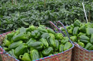 无公害农产品认证的难点与实施路径