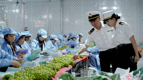 大理州2023年外贸进出口总值大幅增长78.8%，农产品出口表现亮眼