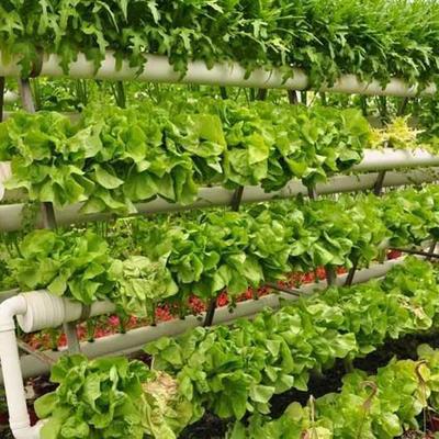 有机农产品风采 重庆市挺进农业专业合作社细节展示