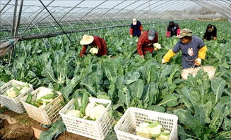 土淘农推宝 农产品电商营销新引擎